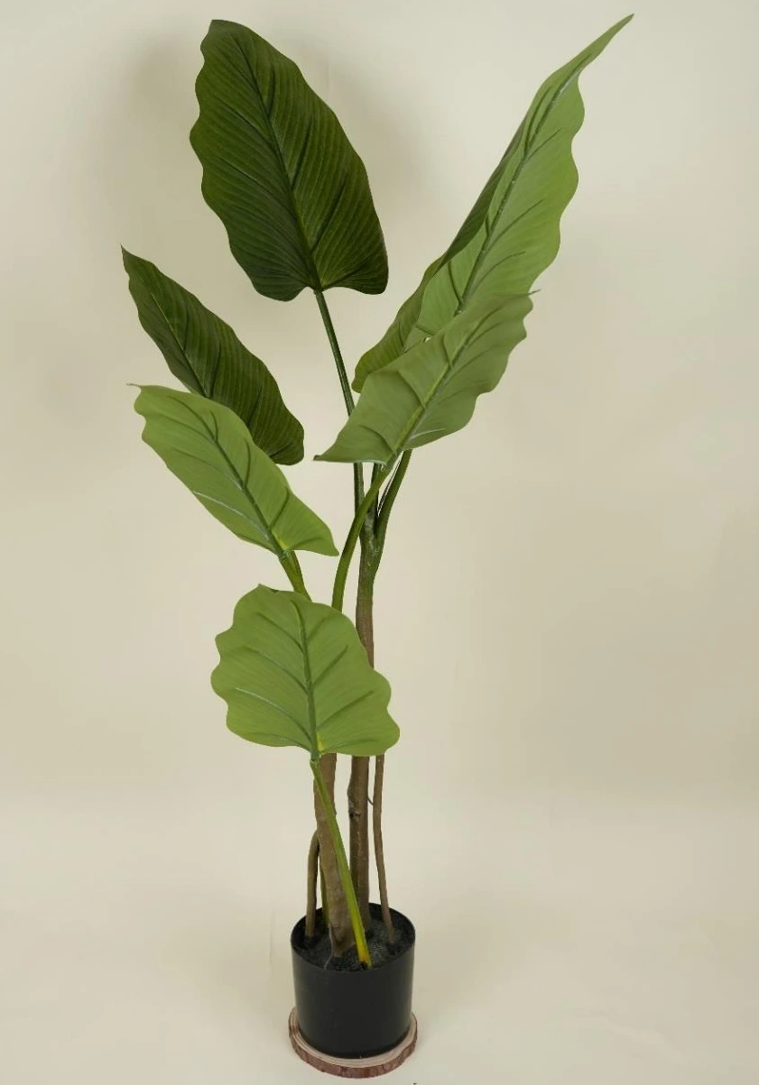 Giant Taro Size : 105cm